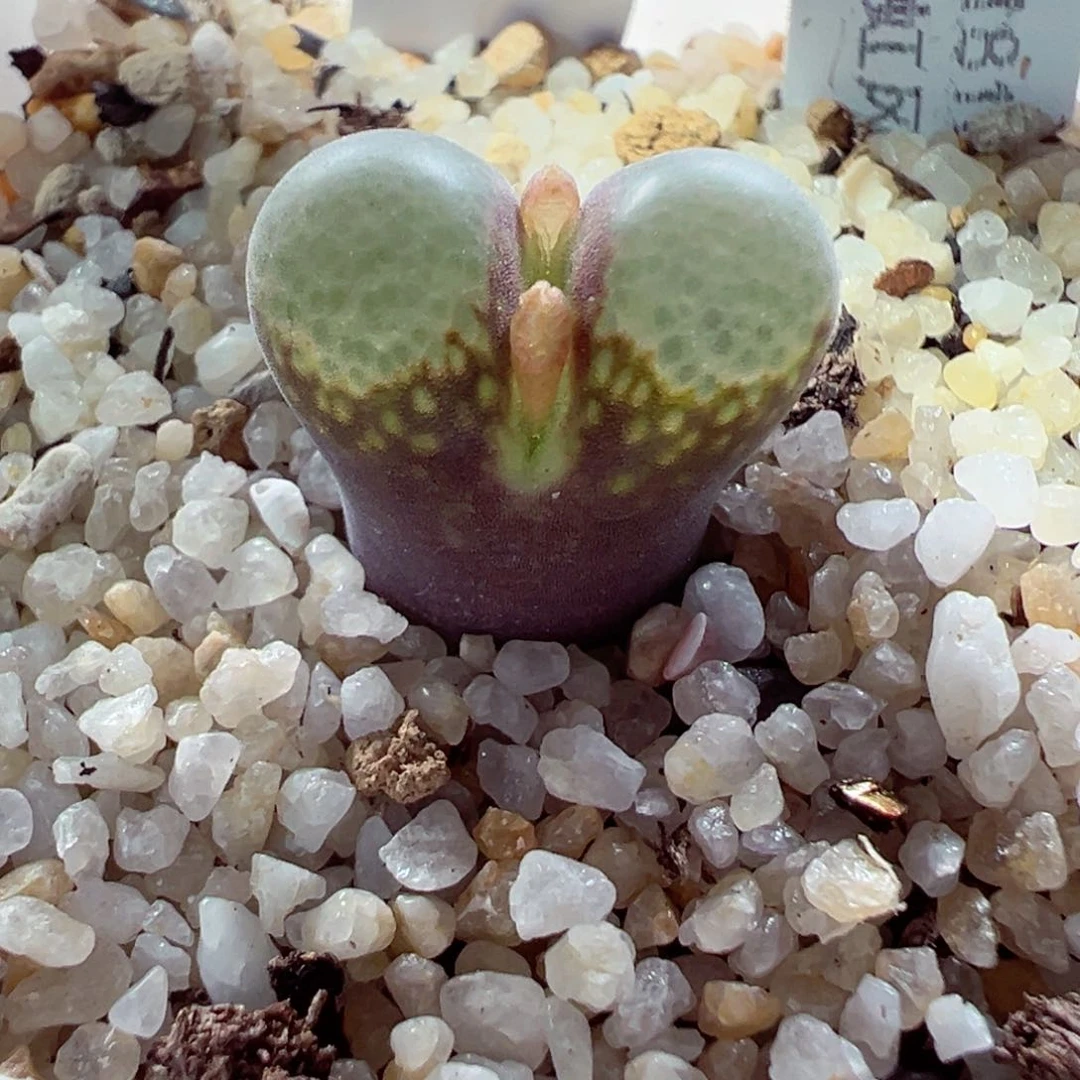 1031-541.我的心都在