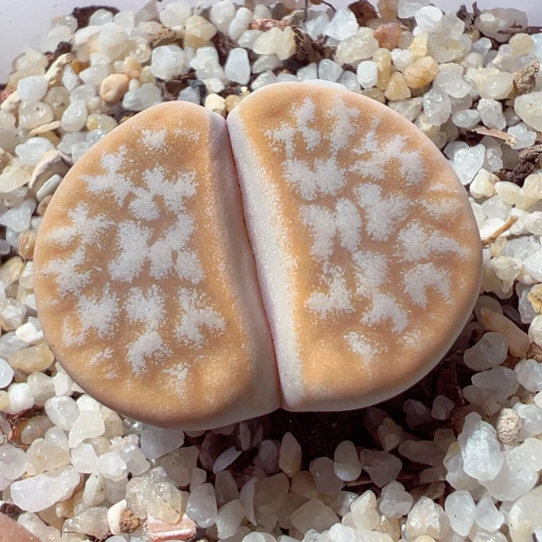 820-400.我的心都在