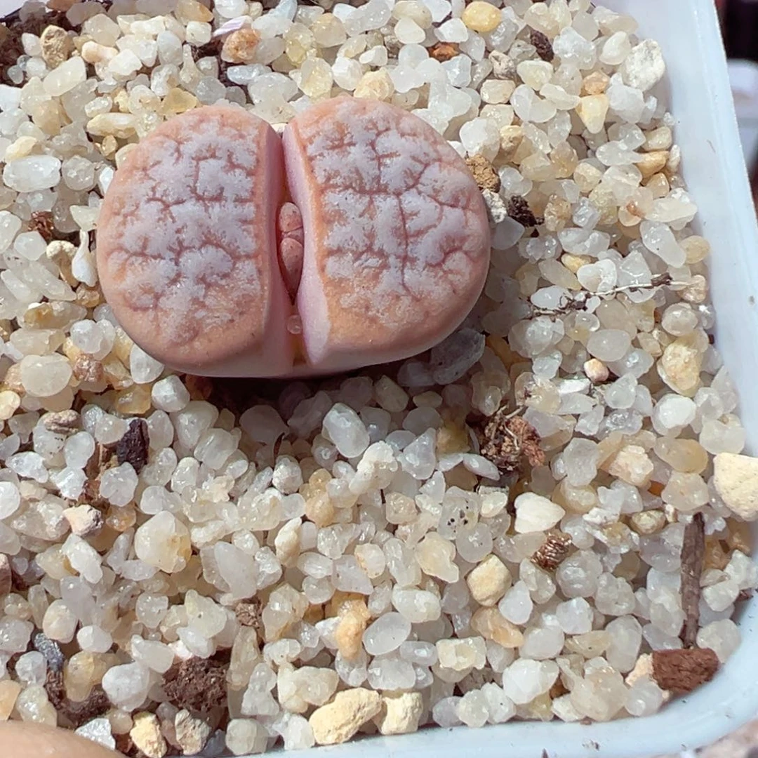 巧***袋816-632.我是一只小小鸟