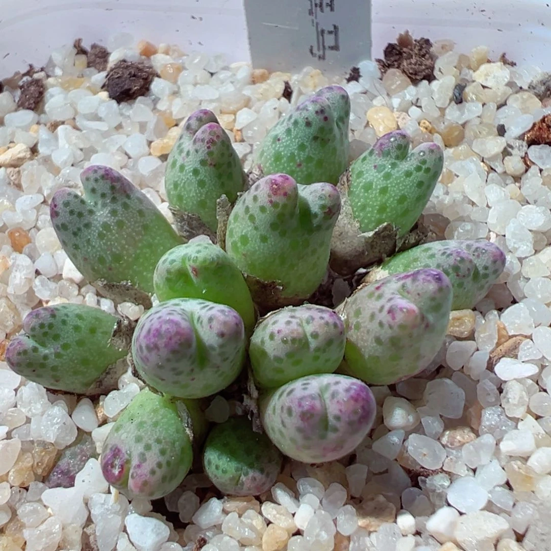 1017-276.我是一只小小鸟