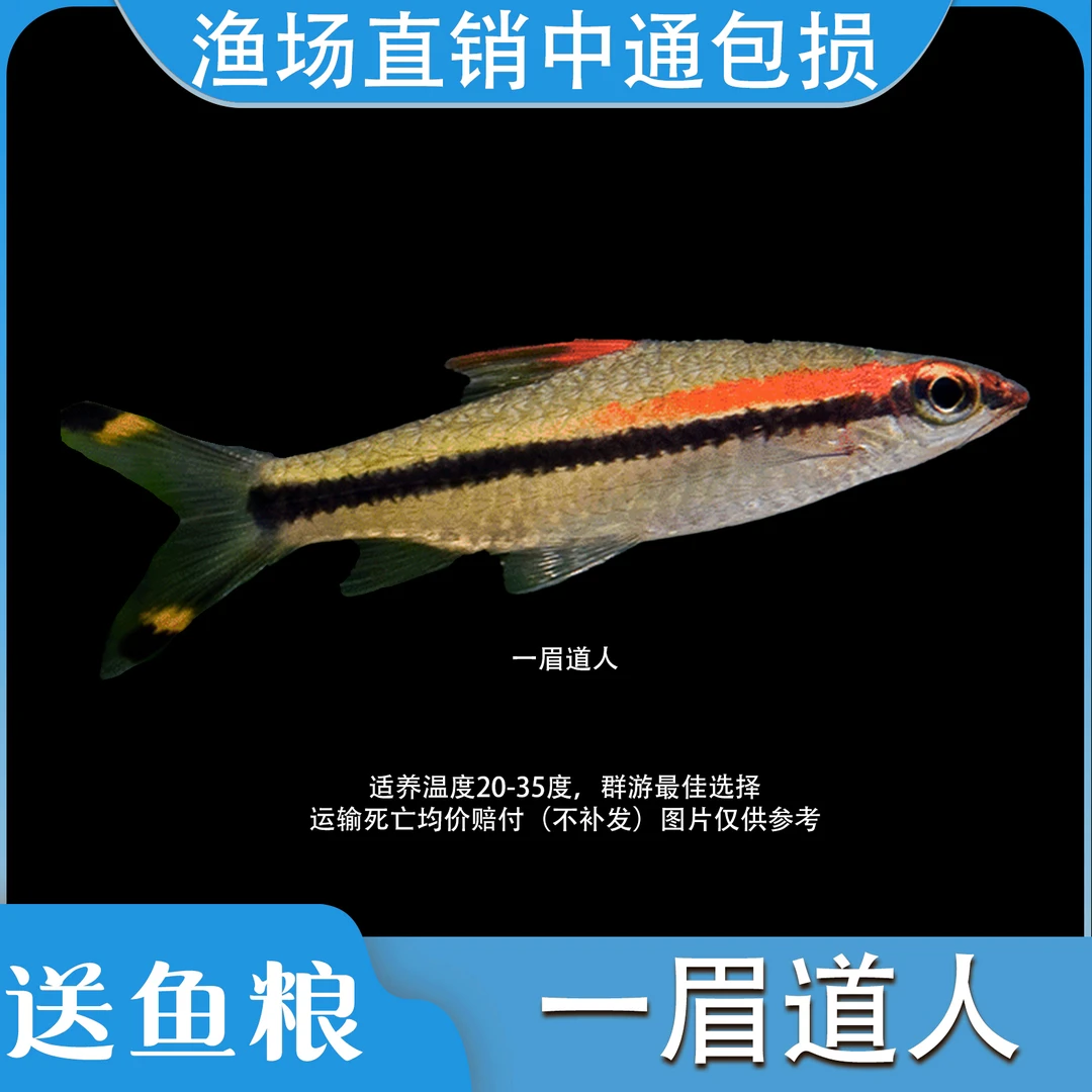 【一眉道人】红眉鱼灯鱼小型草缸群游观赏鱼热带淡水宠物鱼活体好养