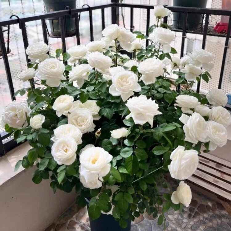 欣语-婚礼之路 白色阳台庭院抗病性强好养护月季盆栽