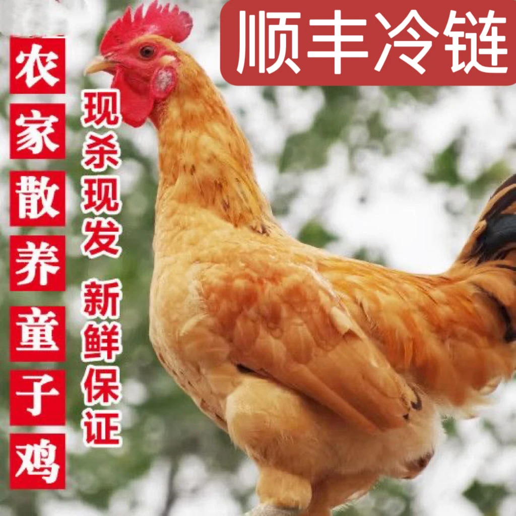 【阿甘推荐】拍一发三童子土鸡散养童子鸡肉质鲜嫩每只净1.5斤左右