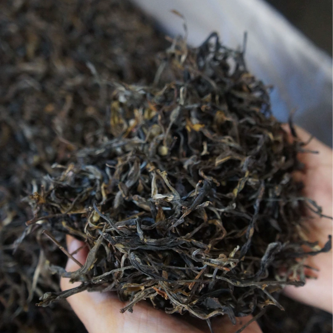 2020年无量山古树春茶