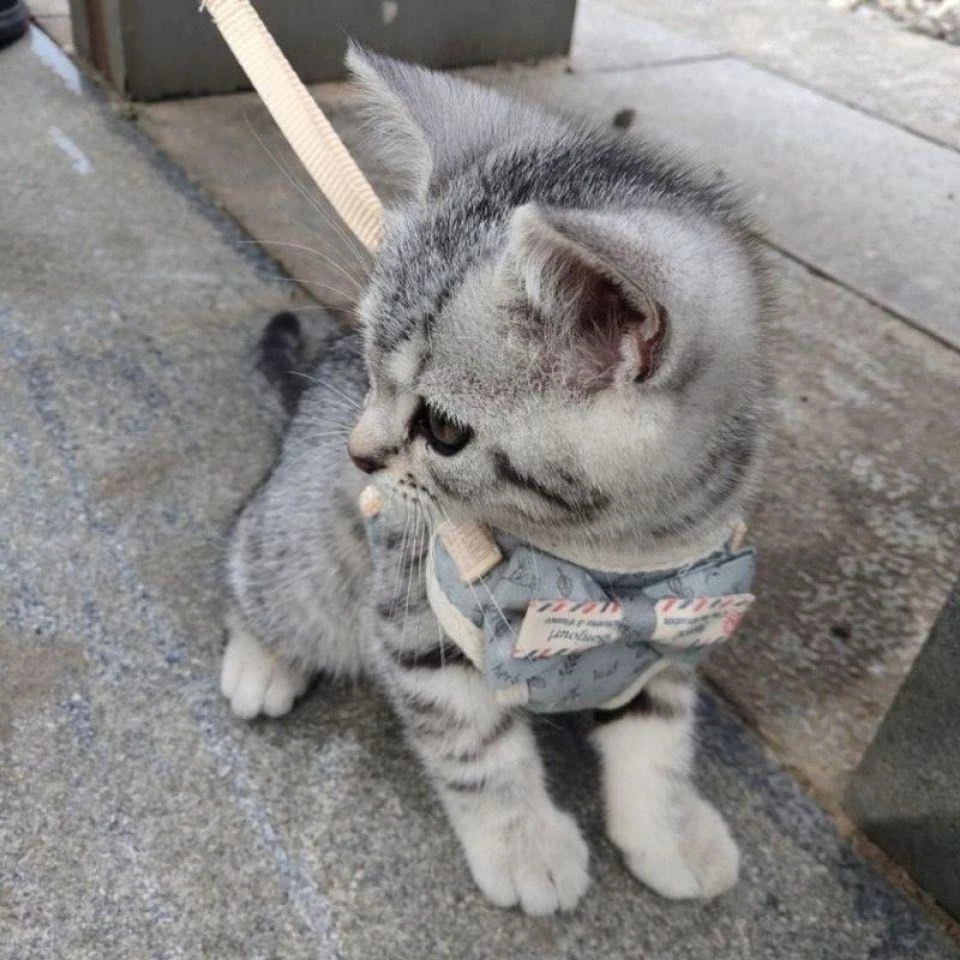 遛猫绳猫牵引绳超小号防挣脱猫链子狗绳子1-3斤幼猫奶狗背带绳子