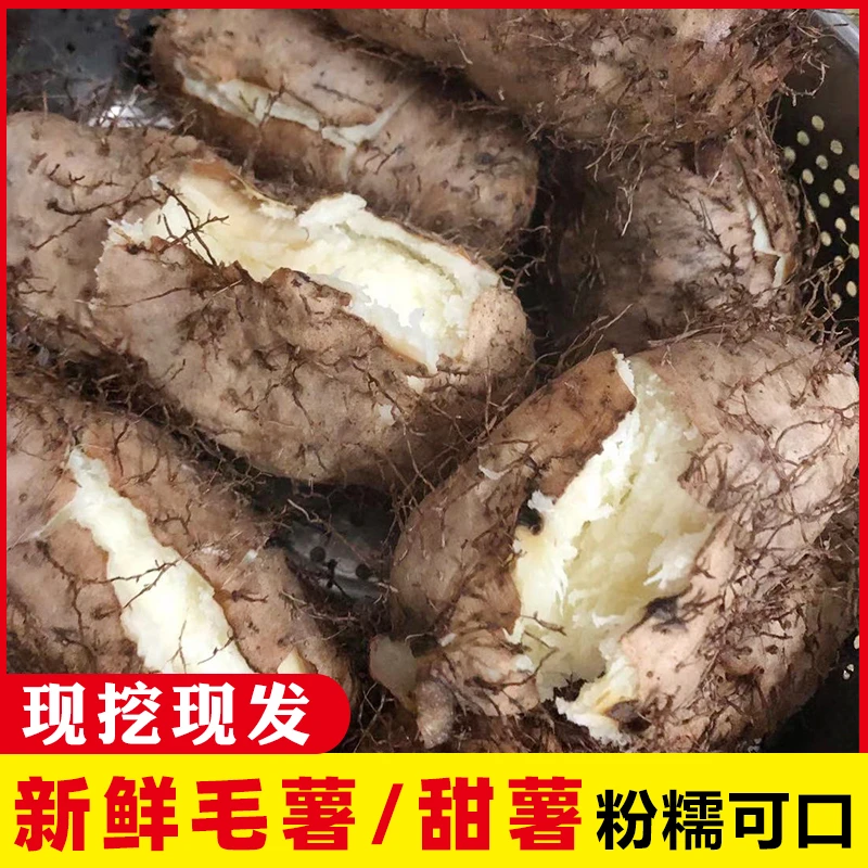 广东新鲜毛薯甜薯猪仔薯粉香噎喉粗粮农家产地直发农产品3/5/10斤