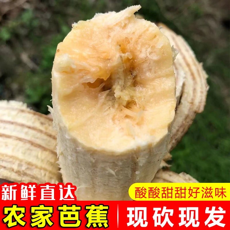 广东高州大芭蕉牛蕉大蕉当季新鲜水果牛角蕉非米蕉苹果蕉3/5/8斤