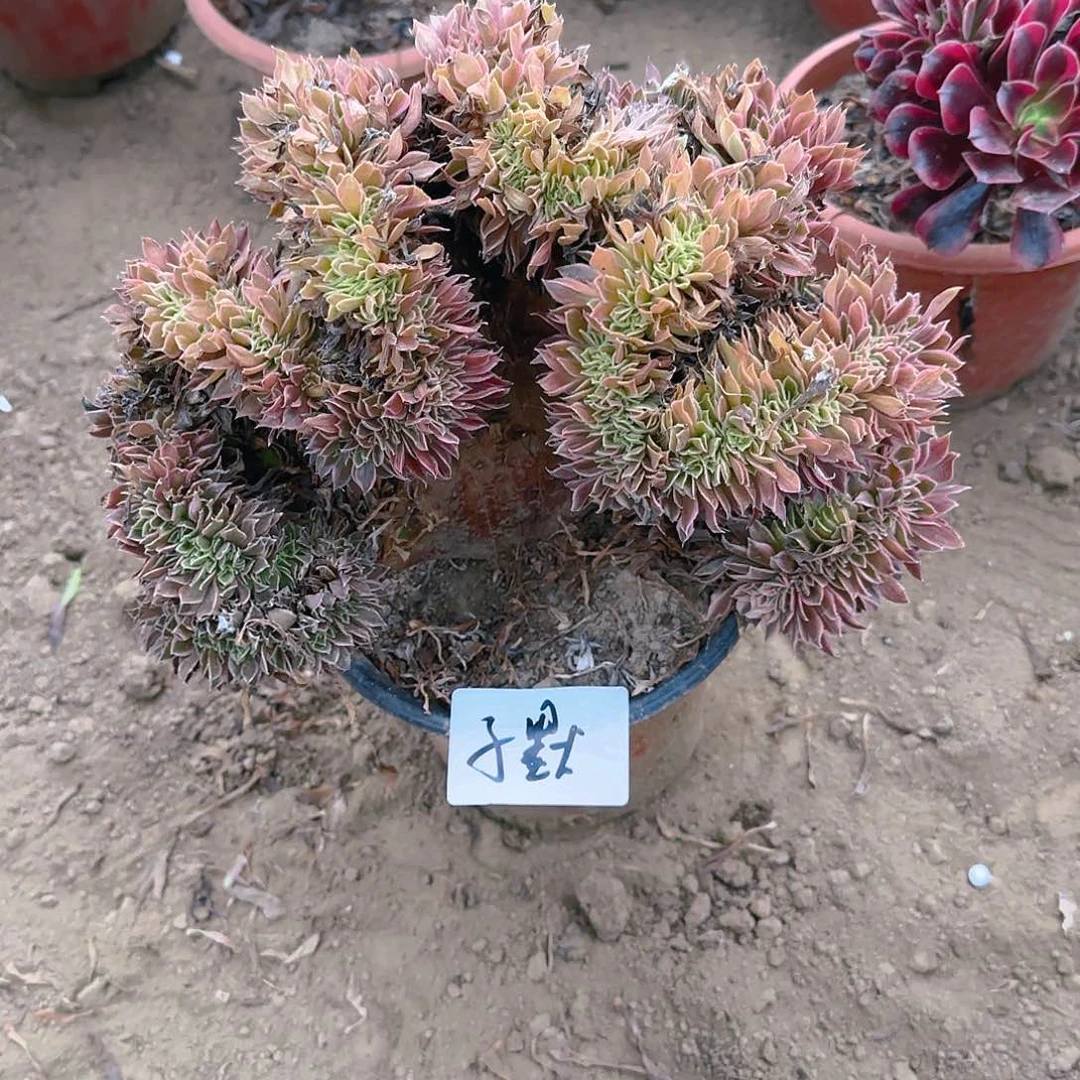 缀话脱土发货缀话