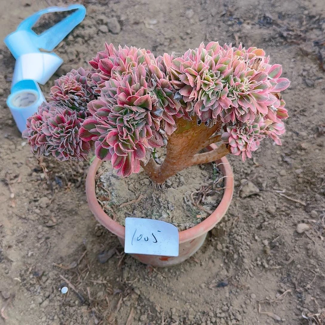 1005分女巫缀话tuo tu fa huo