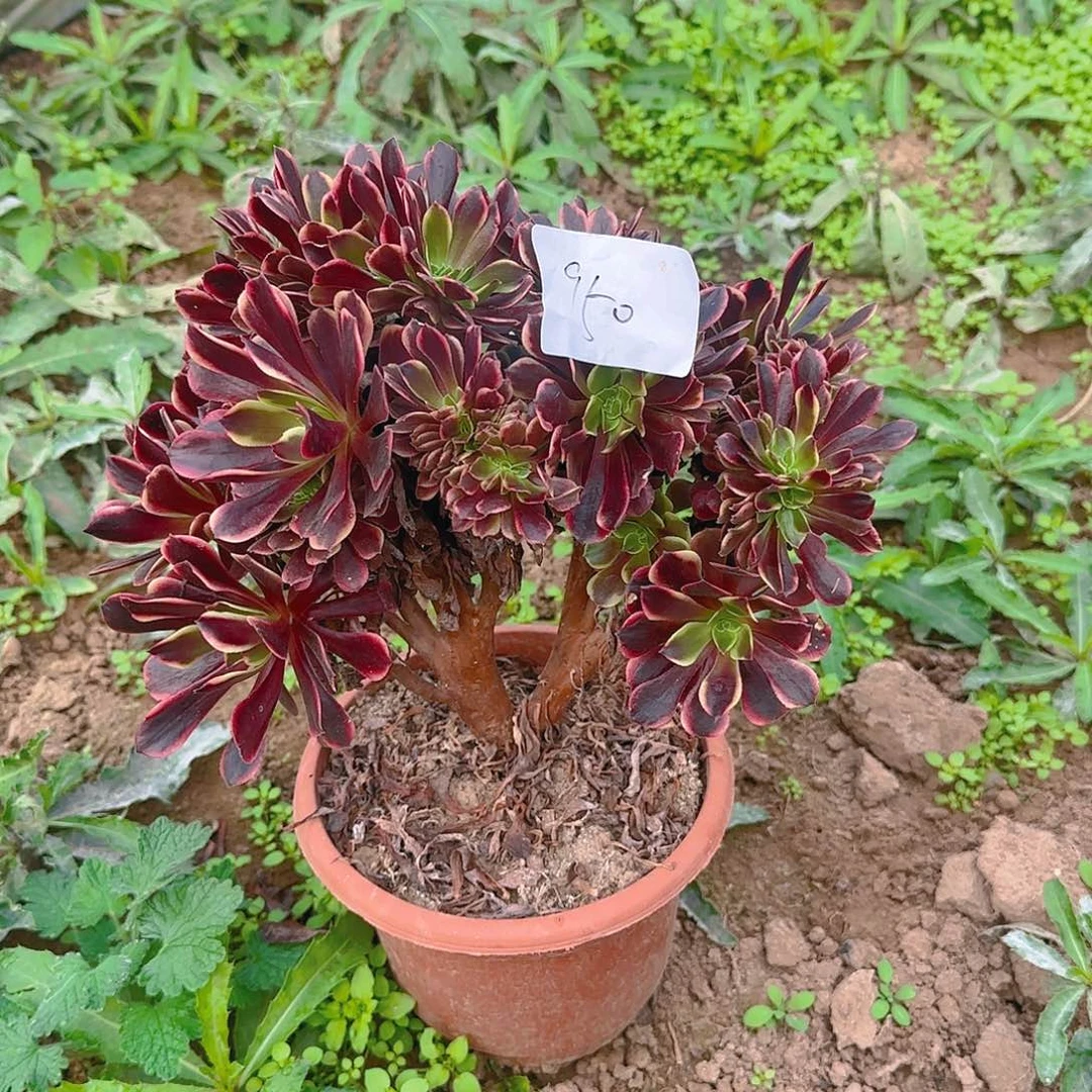 950欧嘉莉缀话脱土发货