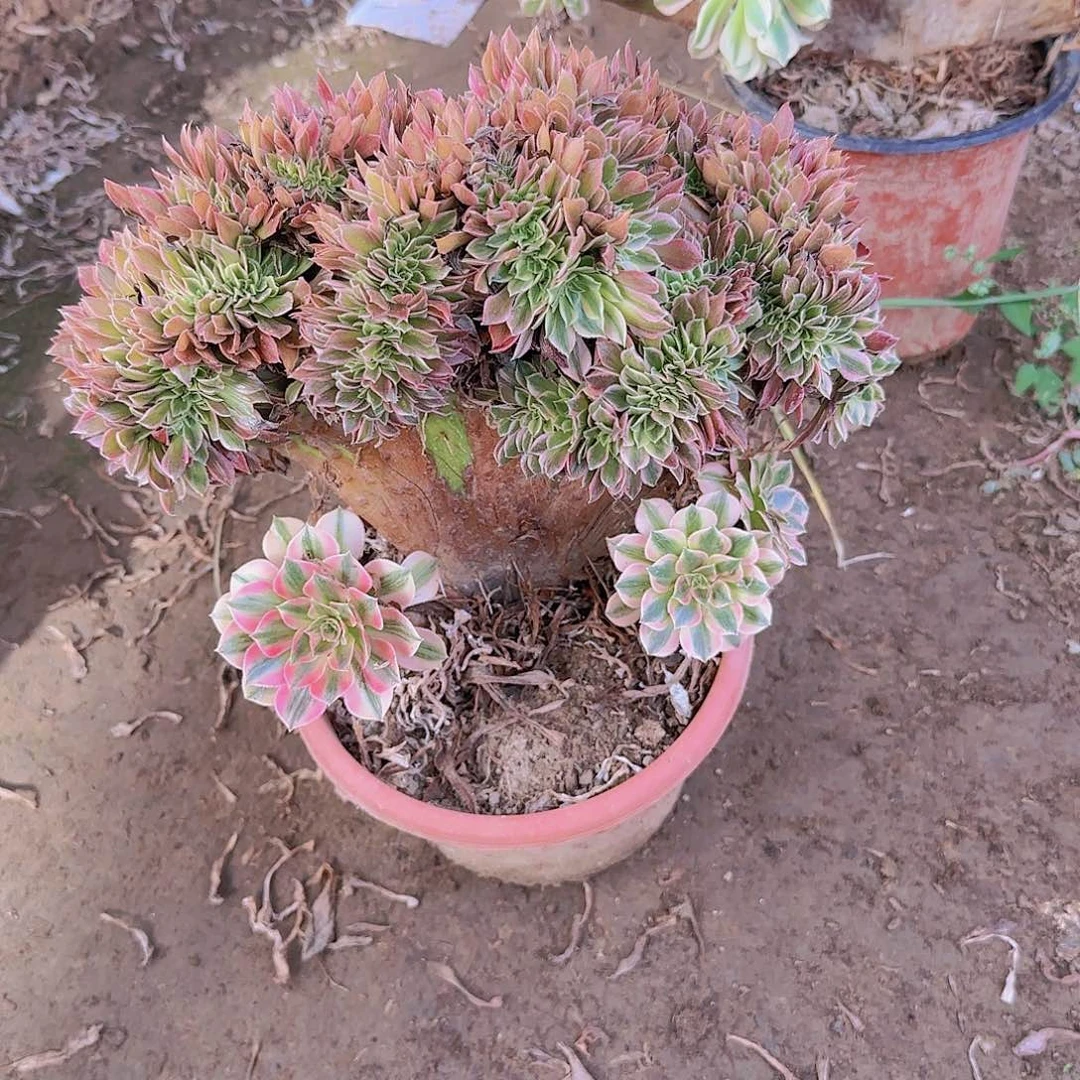 海*女神缀话脱土发货