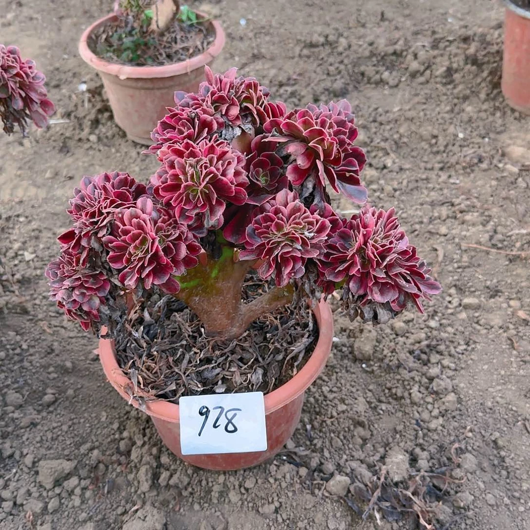 928美杜莎缀话脱土发货