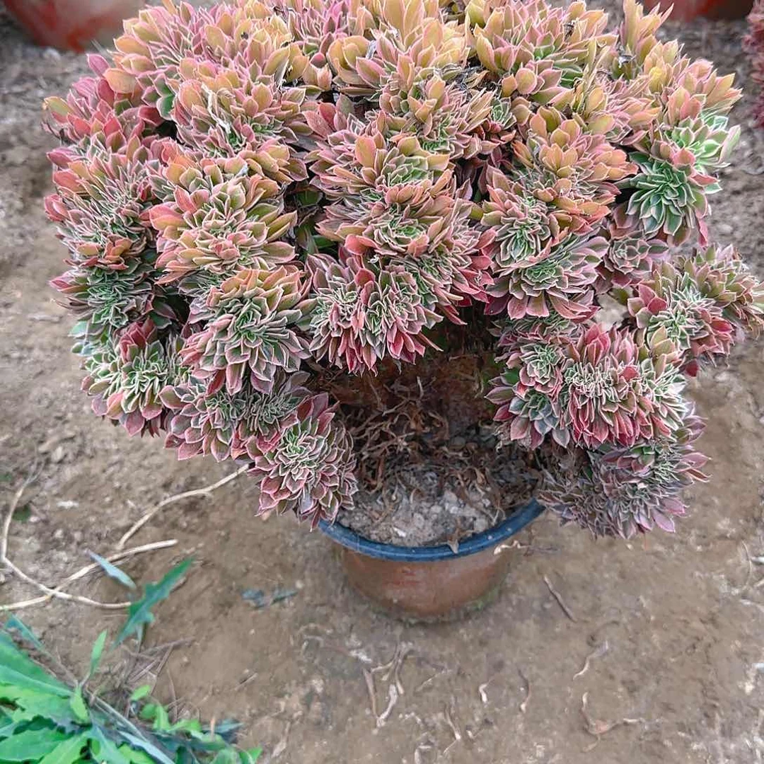 吴*昊女神缀话脱土发货