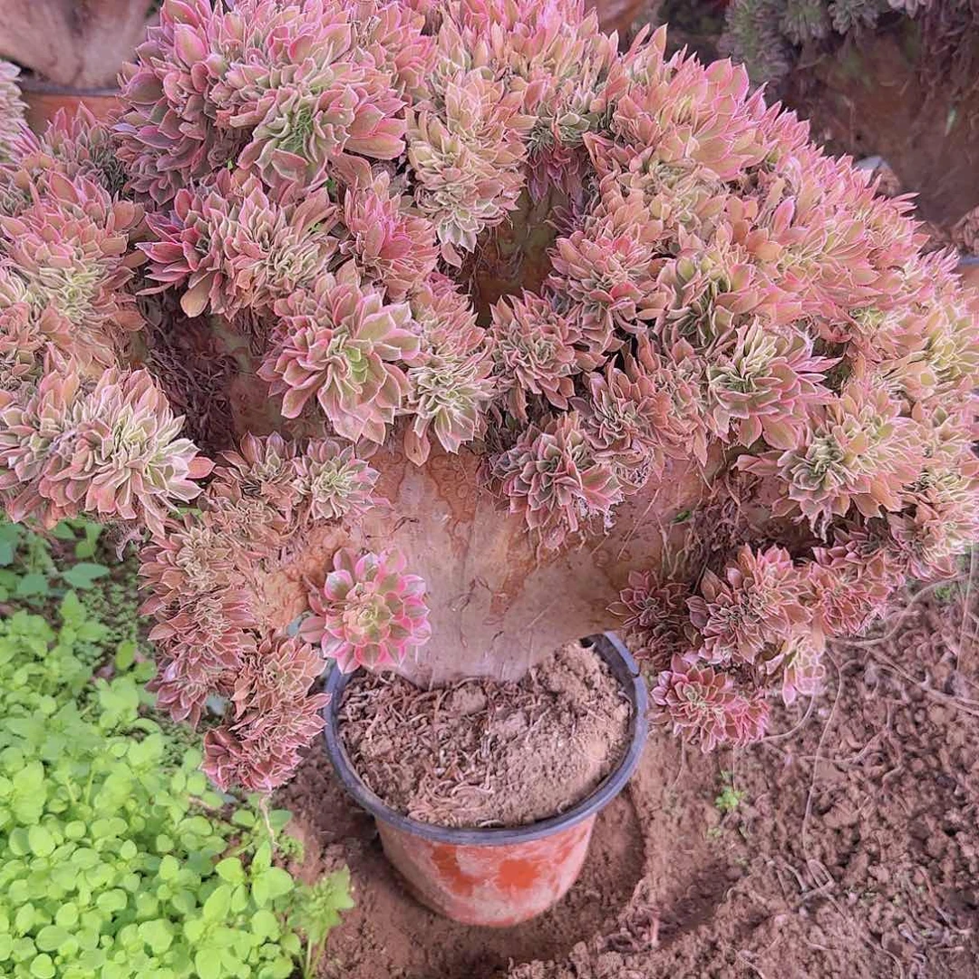 鸿****彩女神缀话脱土发货