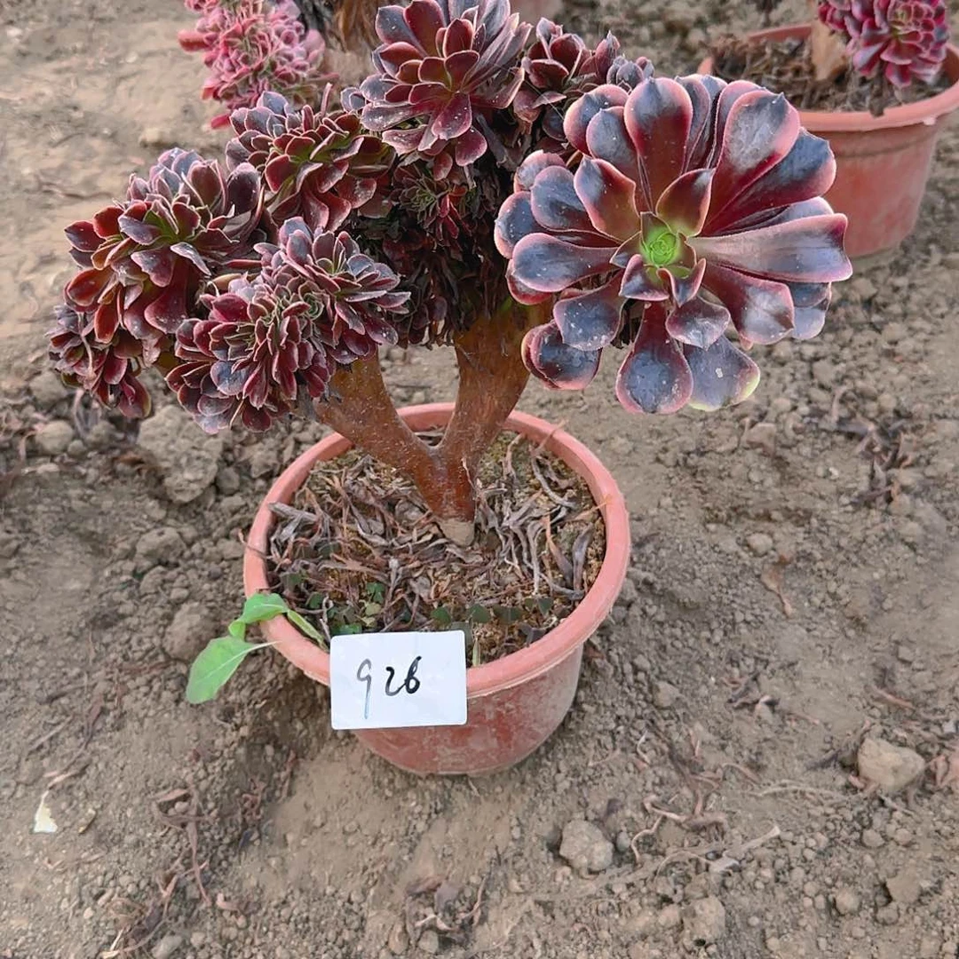 926欧嘉莉缀话脱土发货