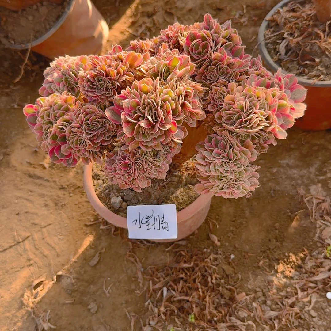 水**青水墨丹青粉女巫缀话脱土发货