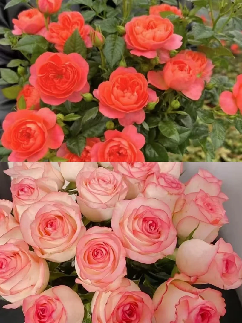 艾莎+彩虹阳台180盆 四季开花月季 庭院阳台盆栽 观赏花卉