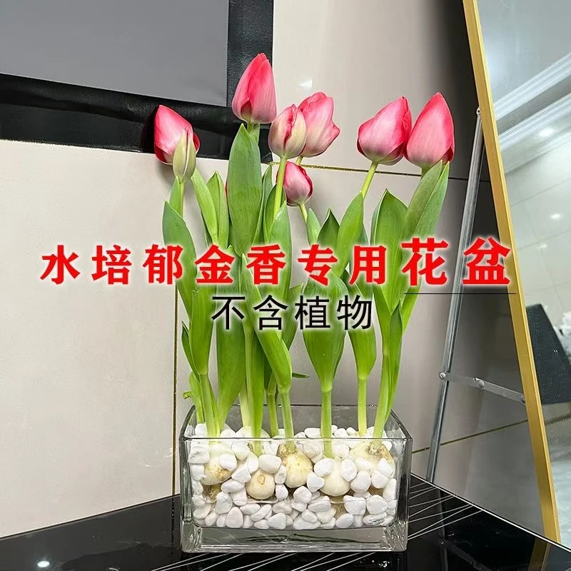 水培玻璃花盆郁金香水养花瓶水仙绿萝风信子植物透明器皿圆形直筒