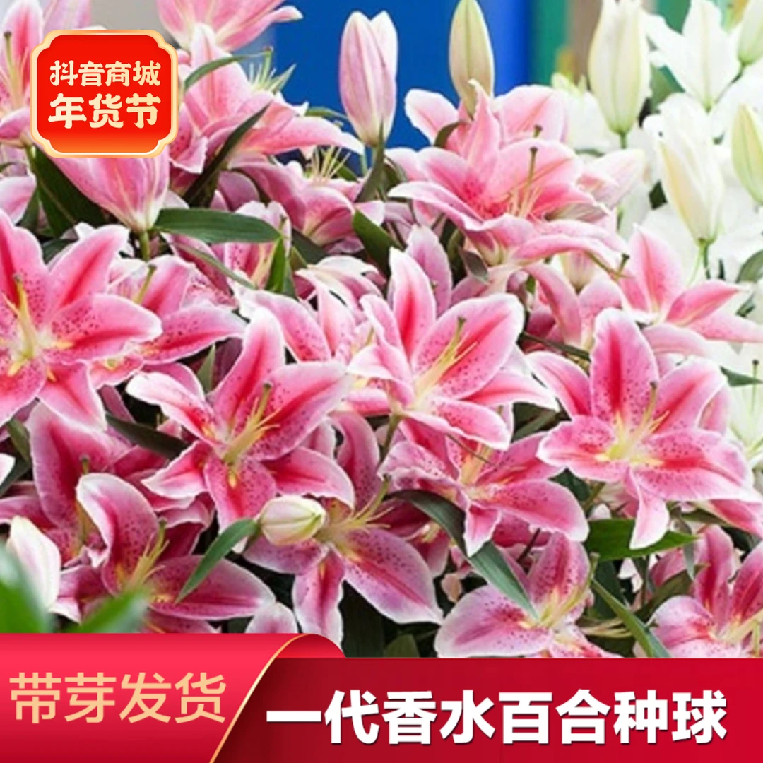 进口香水百合种球带芽盆栽大花浓香耐寒好养室内室外四季栽培种植