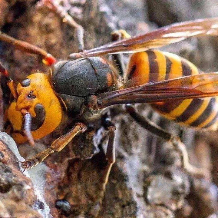 大量诱杀马蜂和连窝毒杀蜂场周边马蜂,两种不用找马蜂窝的办法