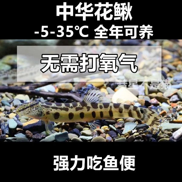 中华花鳅 冷水清道夫 热带清洁 清洁鱼缸鱼便绿藻残渣 过滤水质