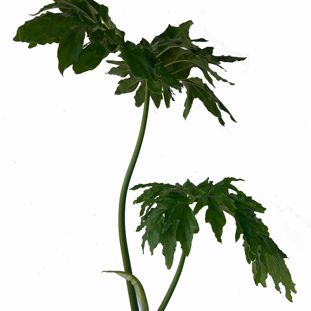 【100~110cm】龙鳞春羽大叶观赏耐阴室内外绿植居家盆栽（裸根发货）
