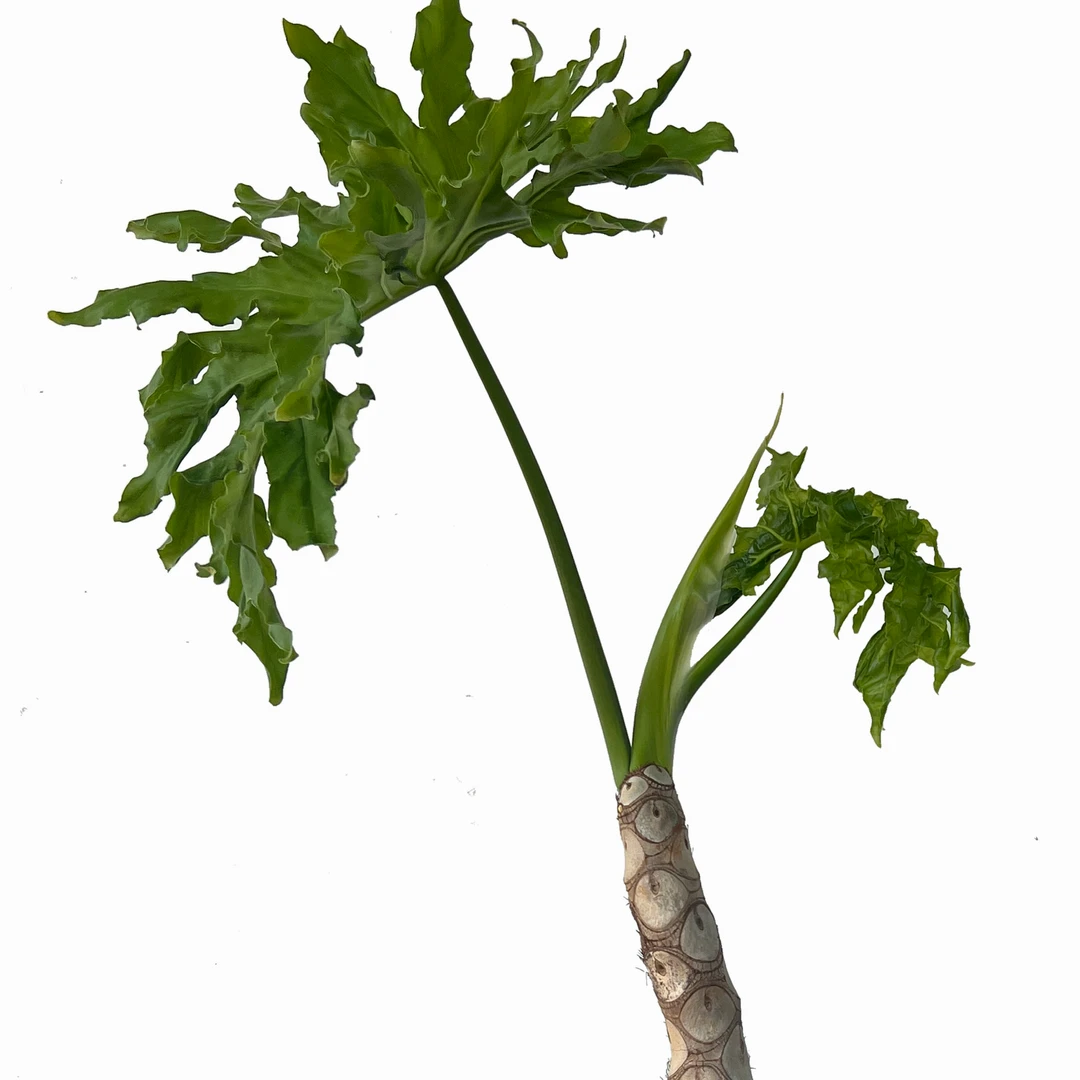 【111cm-130cm】龙鳞春羽大叶观赏耐阴室内外绿植居家盆栽