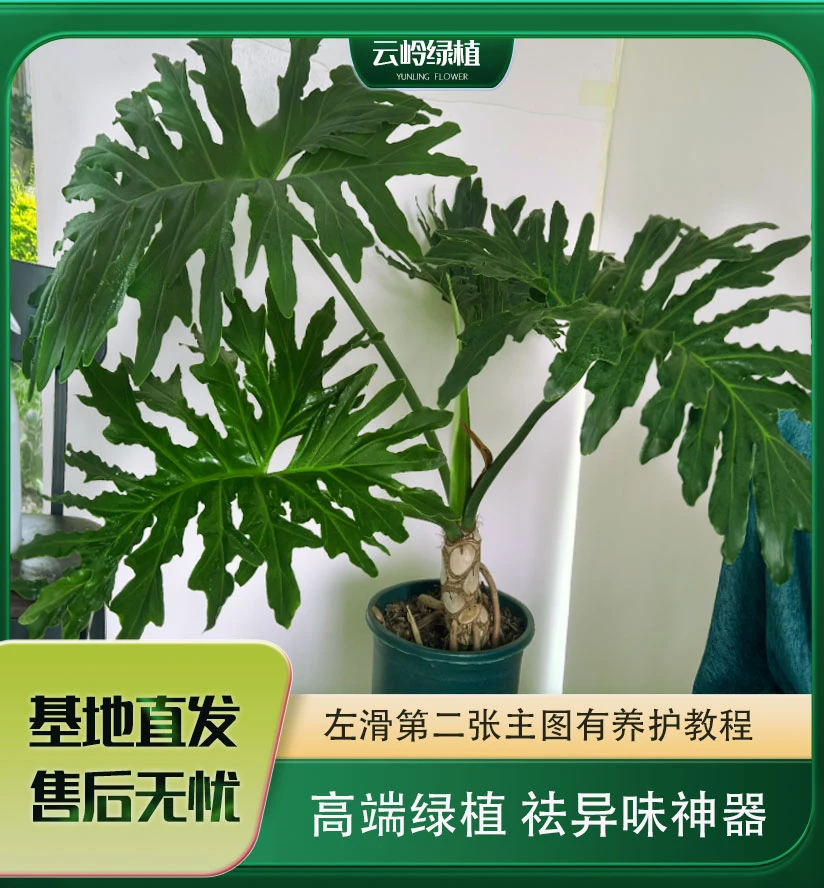 【小云家】100~110cm龙鳞春羽大叶可水培盆栽室内外好养绿植裸根发
