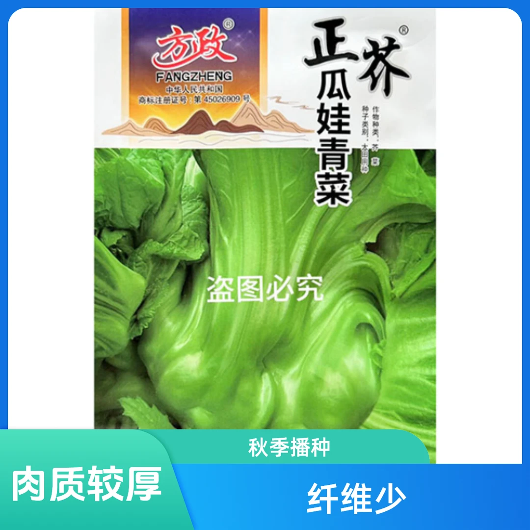 厚肉瓜娃青菜种子秋播晚熟宽柄大叶芥菜种子肉厚脆嫩泡菜酸菜种子