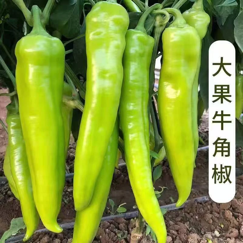 辣椒苗秧苗特大牛角椒羊角椒青椒尖椒辣椒种苗高产春季蔬菜苗种籽