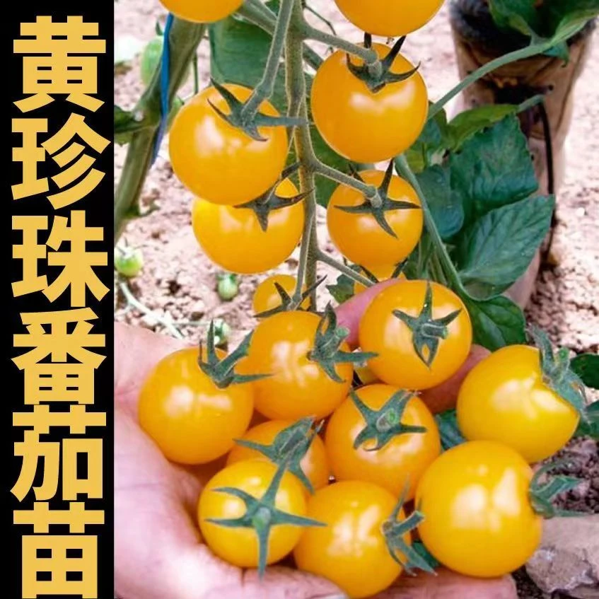 超甜黄珍珠樱桃番茄苗秧带土球小西红柿种子红黄绿紫黑白水果菜苗