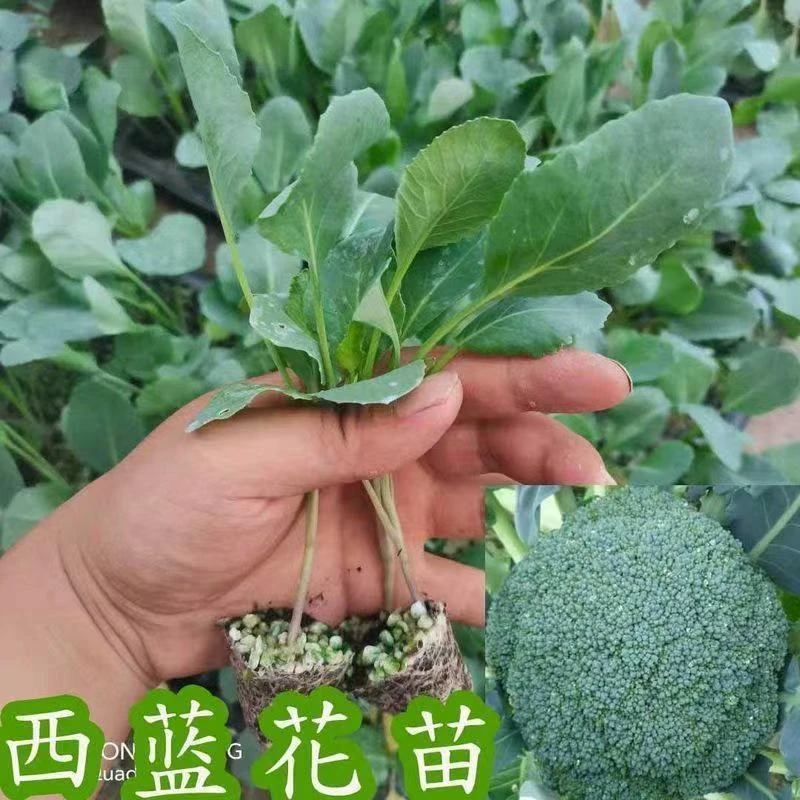耐寒西蓝花苗西兰花苗蔬菜苗西蓝花秧苗四 季阳台盆栽