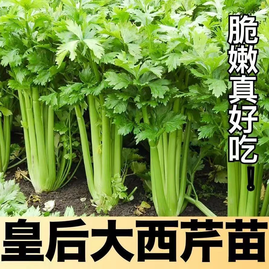 正宗皇后大肉西芹苗芹菜苗秧苗四季小香芹大肉玻璃脆苗西芹