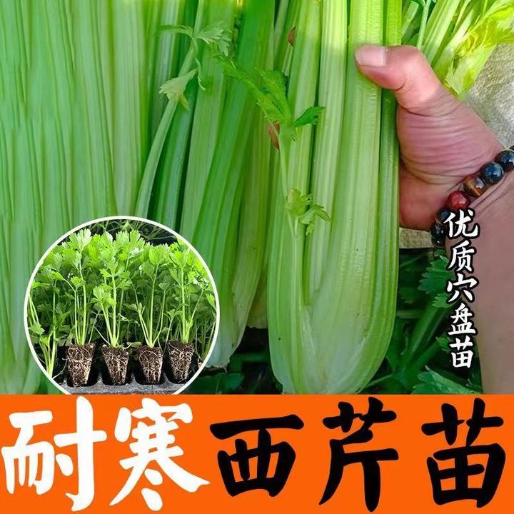 耐寒耐热四季芹菜苗庭院种植大田种植纤维少口感好