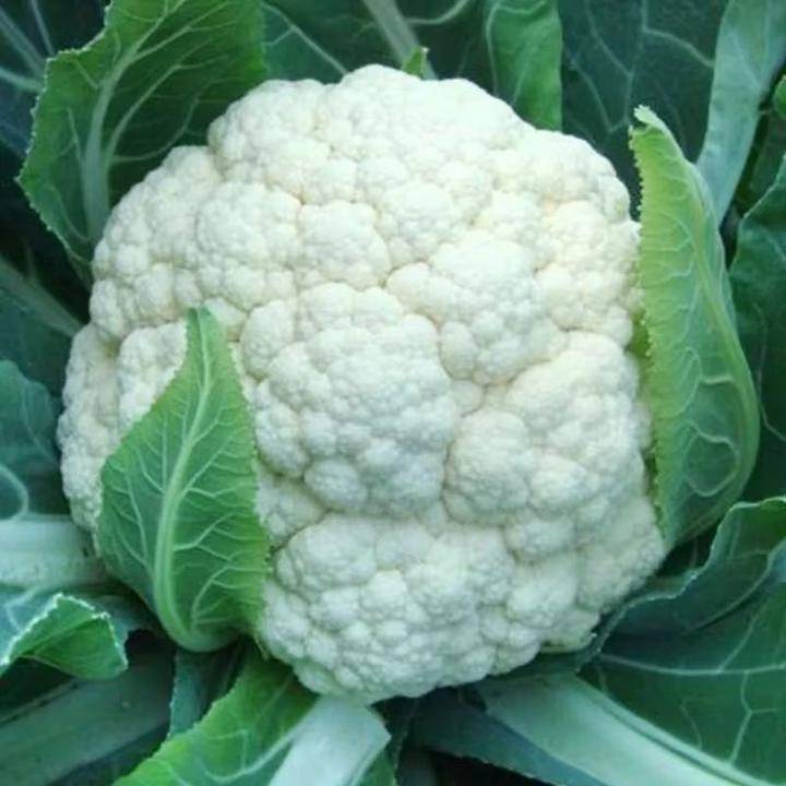 优质花菜苗秧苗青梗花椰菜松花菜种苗甘蓝苗西兰花苗四季阳台盆栽