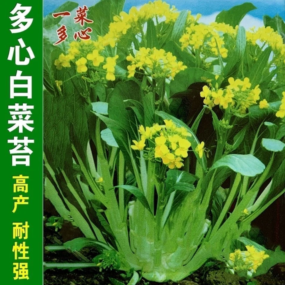 多枝多芽菜心多子多福甜菜心种子广东菜芯菜苔籽春夏秋秋冬育苗