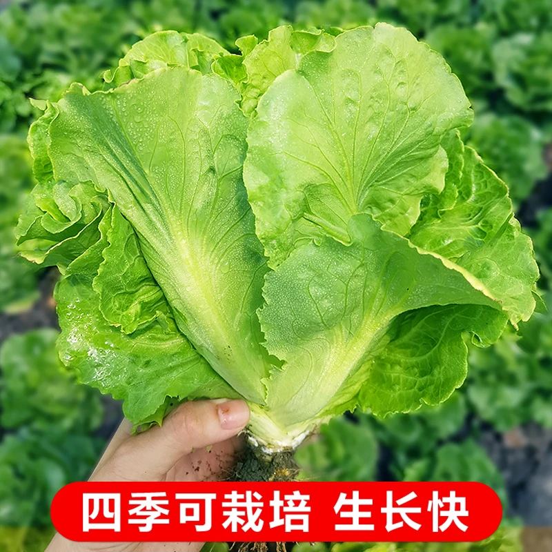 【春播新种】意大利生菜种子耐抽苔种籽阳四季种植泡沫箱种植