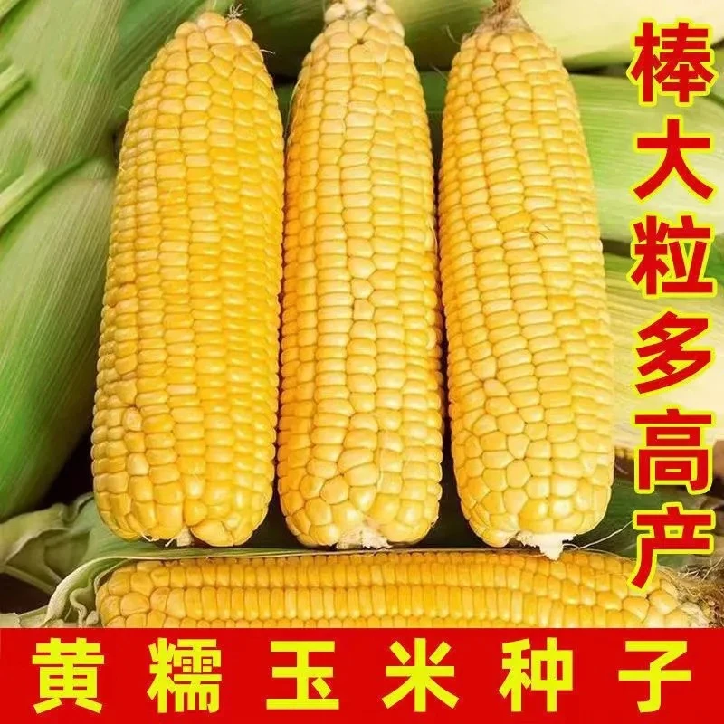 【苞出芽】玉米种子大全糯玉米种子水果玉米菜园蔬菜秋冬种