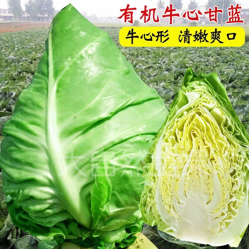 春丰特大牛心甘蓝种子包菜种籽莲花白卷心菜耐寒春秋秋冬育苗