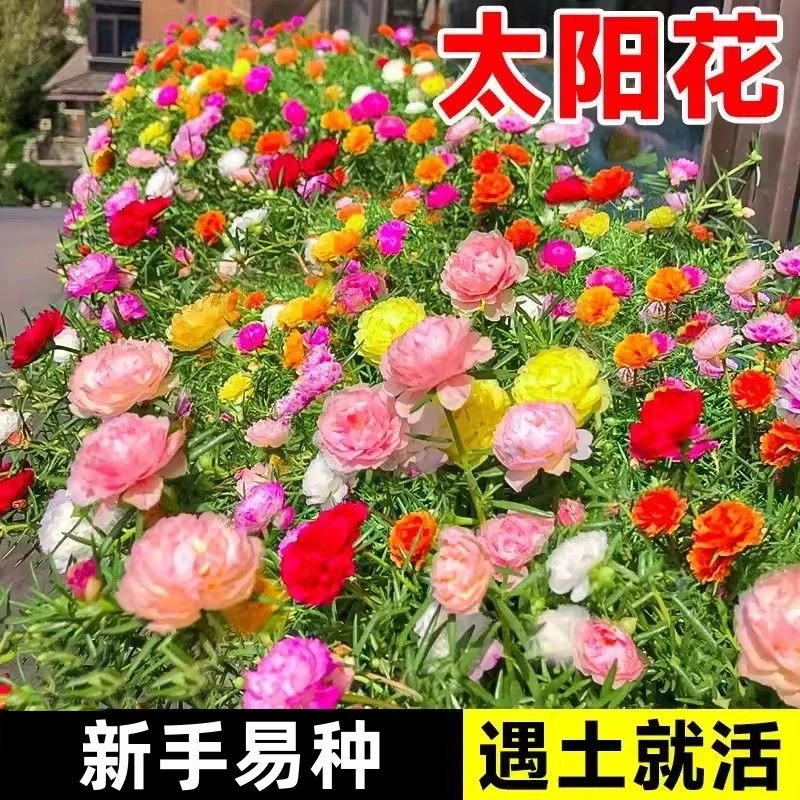 【春播新种】重瓣太阳花种子四季播种牡丹盆栽易活开花泡沫箱种植