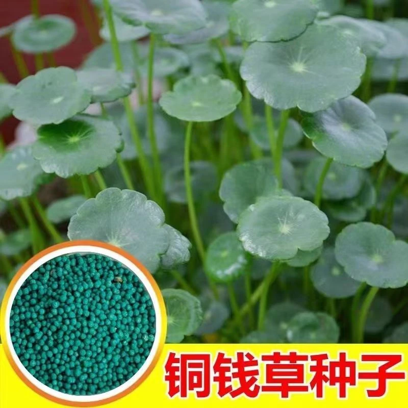 铜钱草金钱草水养种籽水培土培花种子超级大号四季庭院泡沫箱种植