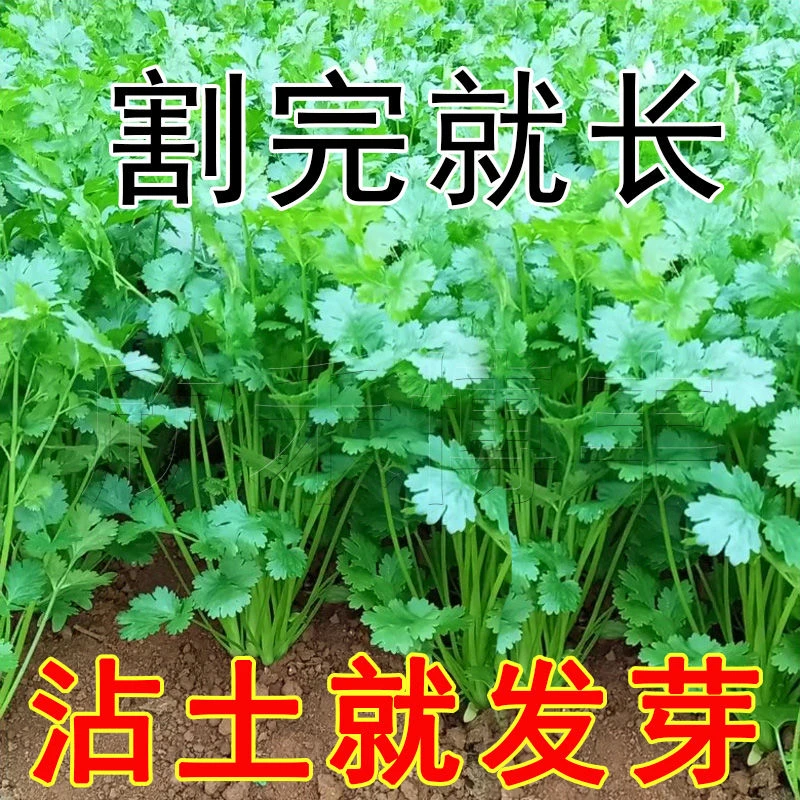 四季香菜种子大叶芫荽阳台室内花卉盆栽庭院香花盆种