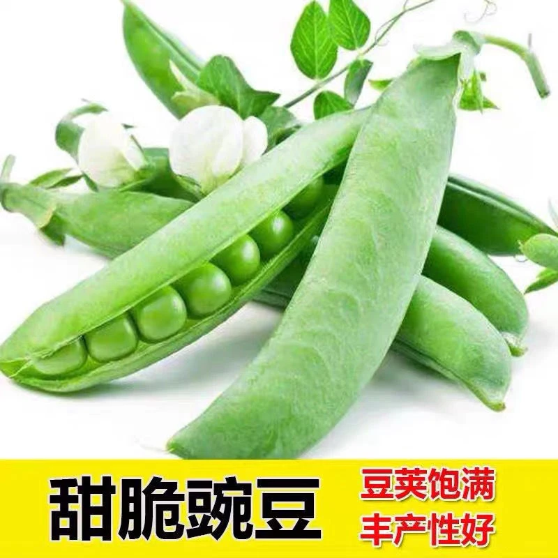 【苞出芽】甜脆豌豆种子四季高产豌豆种籽台湾长寿豆耐寒秋秋冬种