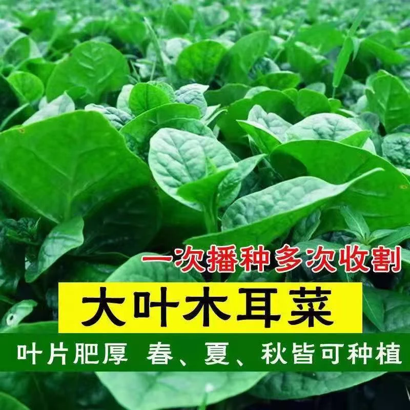 【开春新品】大叶木耳菜种子高钙肉厚夏天耐高温四季室外阳花盆种