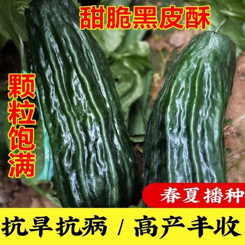 【苞出芽】黑皮棱子酥瓜种子春季黑皮脆瓜梢瓜菜瓜种子 早熟秋冬种