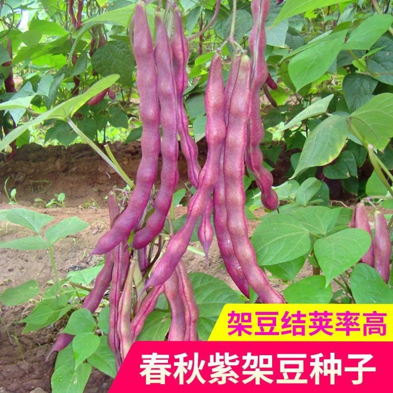 【苞出芽】秋紫架豆种子无筋紫豆角种子紫泡沫秋冬种