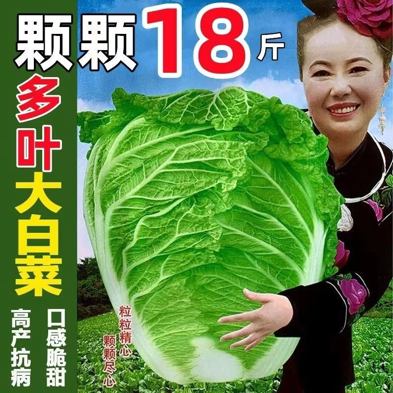 【苞出芽】颗颗十八斤抗病大白菜种子秋冬白菜种籽秋冬种