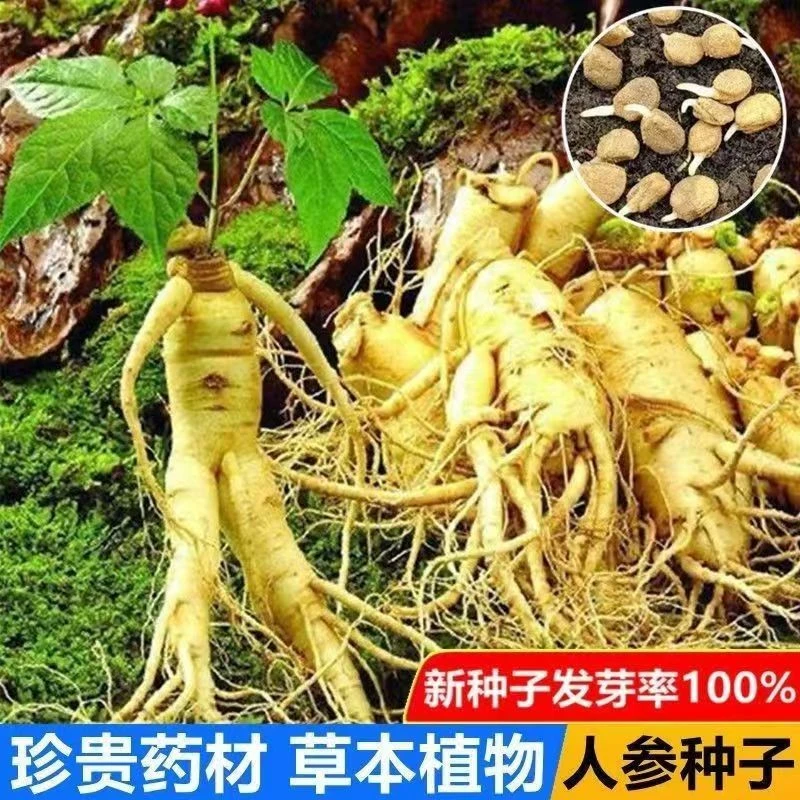 【种子】长白山人生种子蔬菜种子草本人参