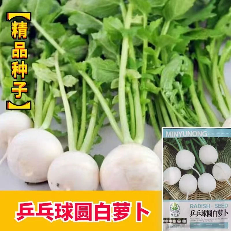 【苞出芽】乒乓球圆白萝卜种子秋冬四季蔬菜萝卜种子特大秋冬种