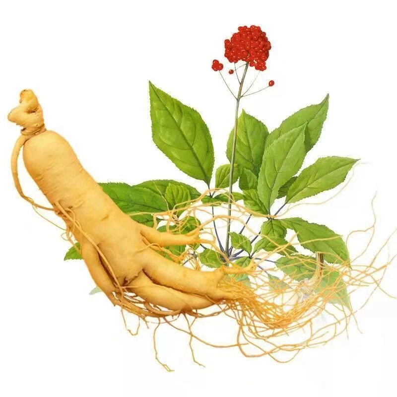 【新种】人参种子长白山野山参子西洋参种子四季阳台盆家庭小菜园